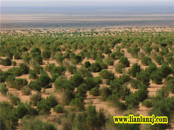 植樹(shù)節(jié)|心植希望，靜候春暖花開(kāi)